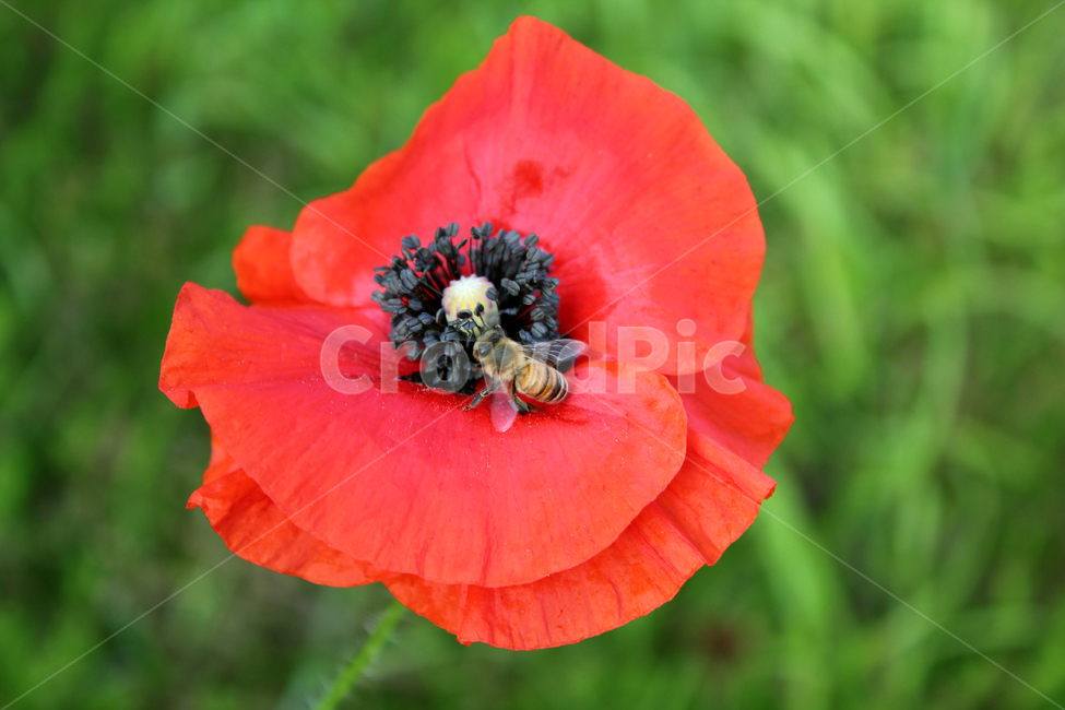 flora,flower,fresh,green,meadow,natural,plant,poppy,red,양귀비꽃,양귀비,화초양귀비,꽃,빨간색,빨강,레드,신선한,그린,정원,식물,자연,벌,곤충,꿀벌,벌레,bee,클로즈업,플라워,식물,자연,plants,nature,꽃,flower