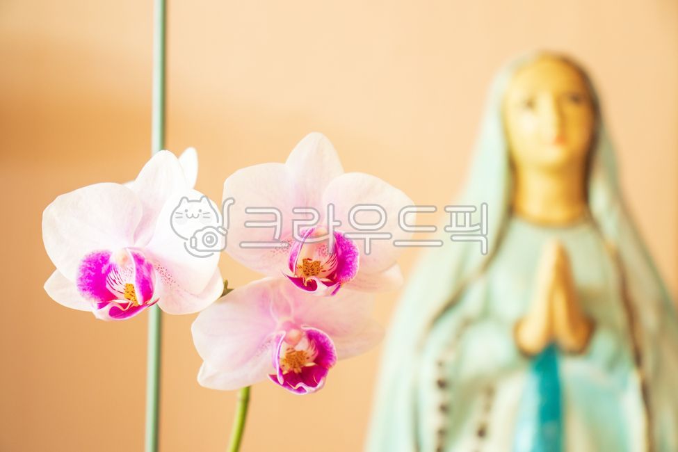 deco,beauty,in full bloom,flora,Virgin Mary statue,Western orchid,catholicism,pray,spring,beautiful,statue of the Virgin Mary,bloom,statueofthevirginmary,mi,decoration,western orchid,Catholic,natural,statue,plant,catholic,I am,Phalaenopsis orchid,winter,o