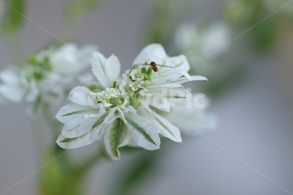 꽃,식물,자연,하얀,flower,plant,nature,white,순백,깔끔,순수,식물,자연,plants,nature,꽃,flower,동물,animal,곤충,벌레,insect,bug