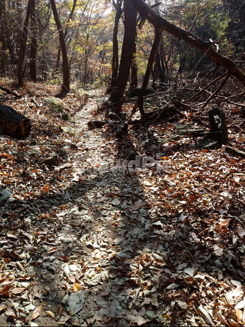 도로,길,등산로,산책로,road,가을,단풍,낙엽,계절