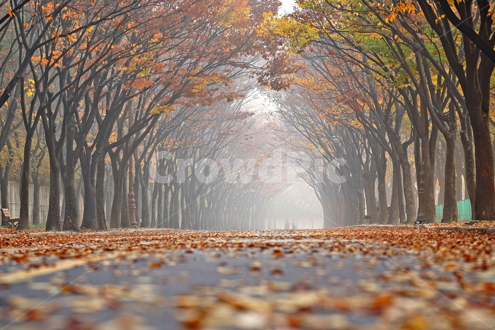 인천대공원,가을,단풍,안개,새벽,공원,가을,계절,fall,autumn,season,자연,풍경,nature,landscape,한국자연풍경,한국자연경관,korea nature landscape