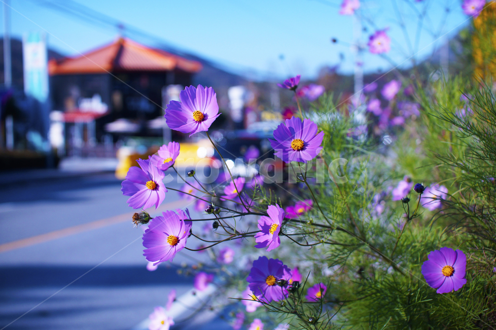 가을,감성,풍경,코스모스,geranium,제라늄,flower,blossom,꽃,plant,식물,petal,꽃잎,식물,자연,plants,nature,꽃,flower