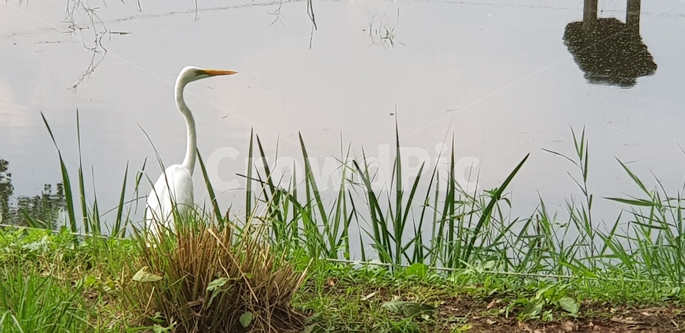 animal,동물,bird,고민,새