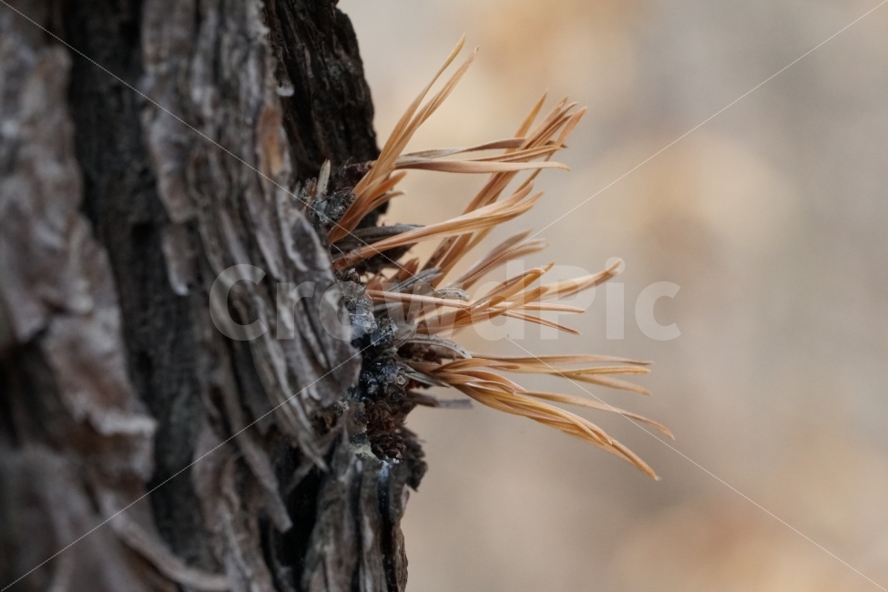 소나무,나무,싹,이파리,자연,식물,새삭,봄,수목,산,산림,산책길,산책,nature,접사,macro,snap,snpshot,스냅,스냅사진,스넵,스넵사진,감성,감성사진,힐링,힐링사진,경치,풍경,landscape,식물,자연,plants,nature