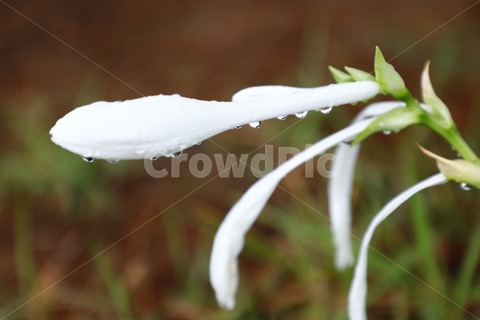 꽃,화초,물방울,흰색,풍선,식물,자연,plants,nature,꽃,flower