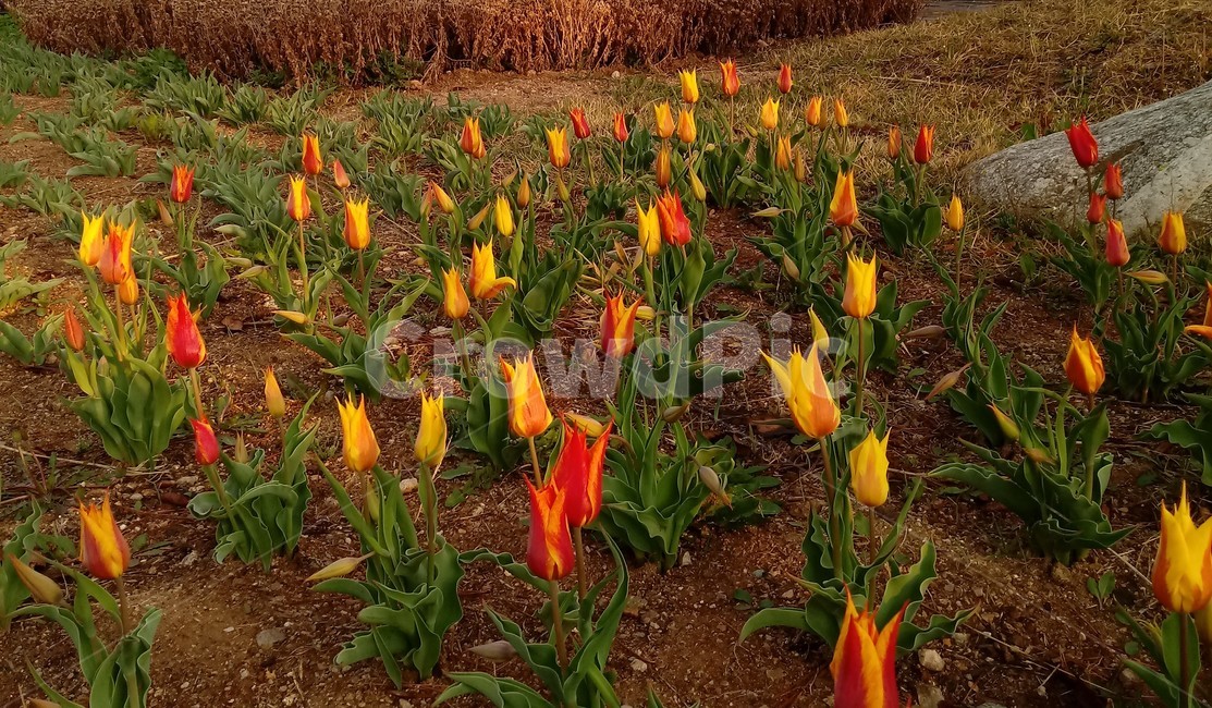 tulip,백합과,구근초,여러해살이화초,꽃,튤립,봄,식물,자연,springseasonflower,식물,자연,plants,nature,꽃,flower