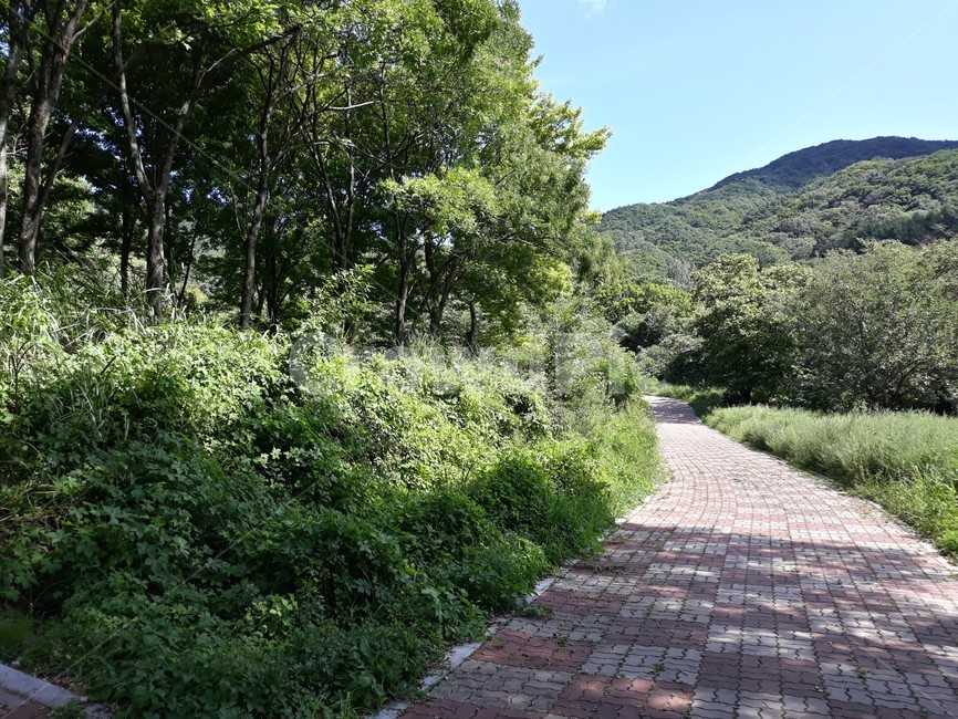walkway,보도,flagstone,path,통로,감성,풍경,자연