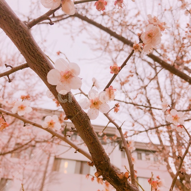 벚꽃,꽃,분홍,감성,봄,cherryblossom,spring,자연,flower,벚꽃근접샷