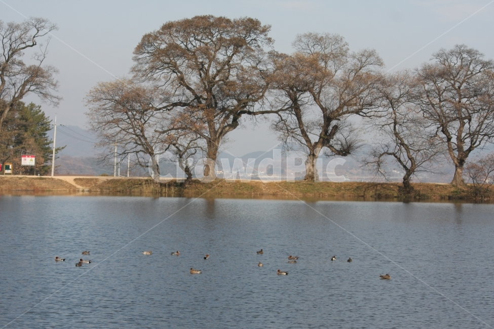 연못,동물,오리,수변,강변,자연,풍경,nature,landscape,한국자연풍경,한국자연경관,korea nature landscape,식물,plants,나무,trees,wood,동물,animal,조류,새,birds,water,물