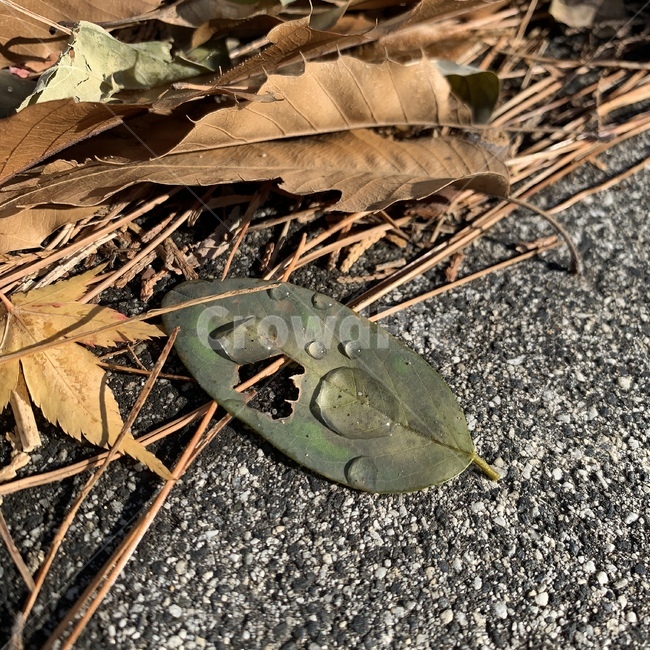 물방울,낙엽,늦가을,겨울,leaf,잎,ground,바닥,plant,가을,계절,fall,autumn,season,식물,자연,plants,nature