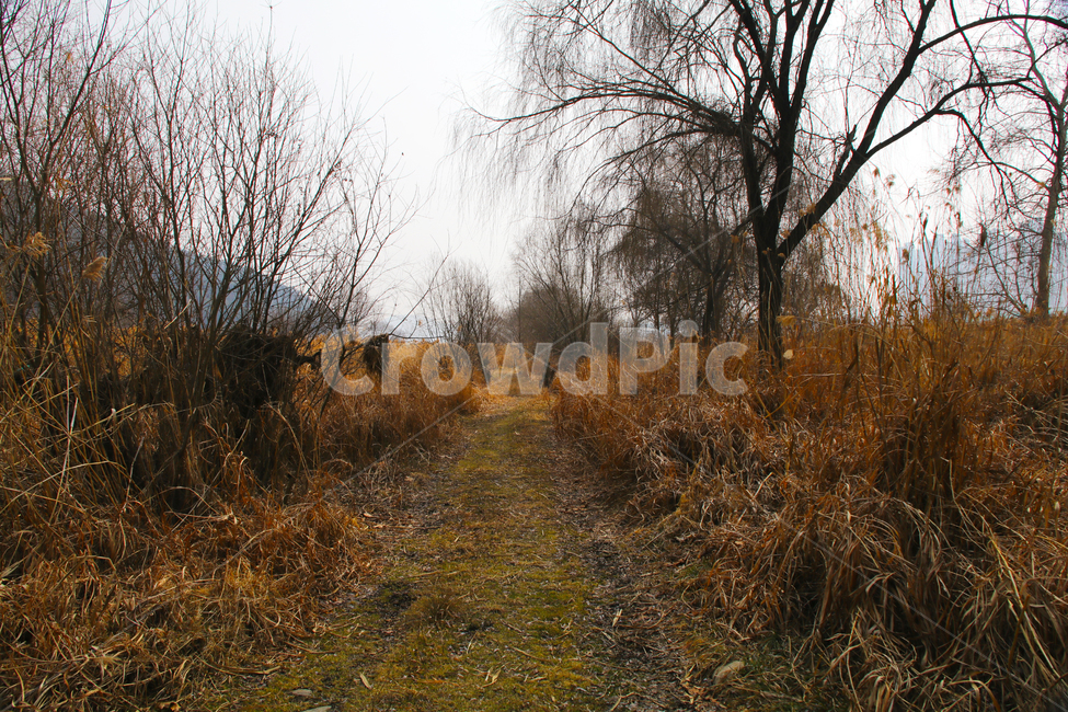 산,숲,갈대,억새,풀,나무,고목,길,산길,자연,풍경,nature,landscape,ground,바닥,tree,plant,식물