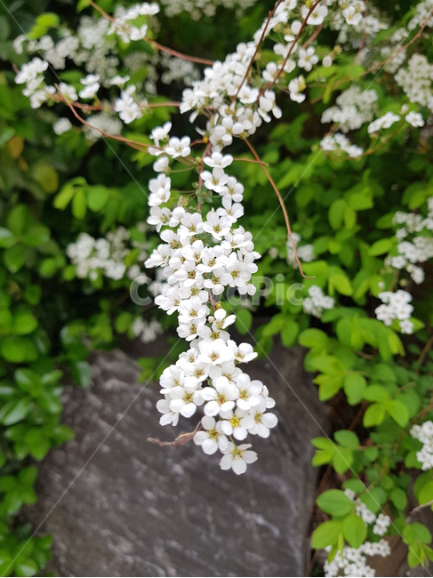 새체리,벚나무,하얀꽃,식물,plant,식물,자연,plants,nature,꽃,flower