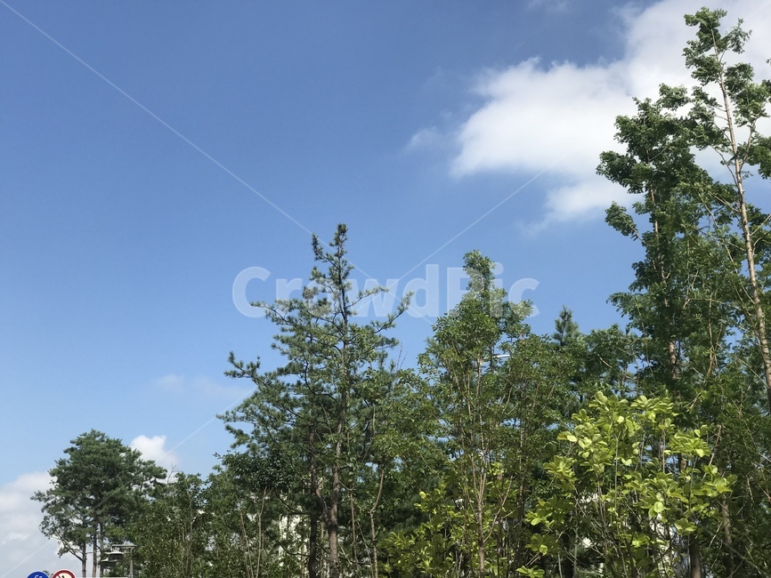 나무,숲,자연,풍경,tree,nature,forest