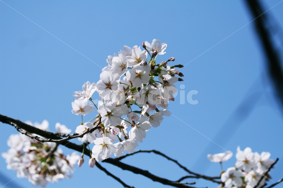 plant,식물,flower,꽃,blossom