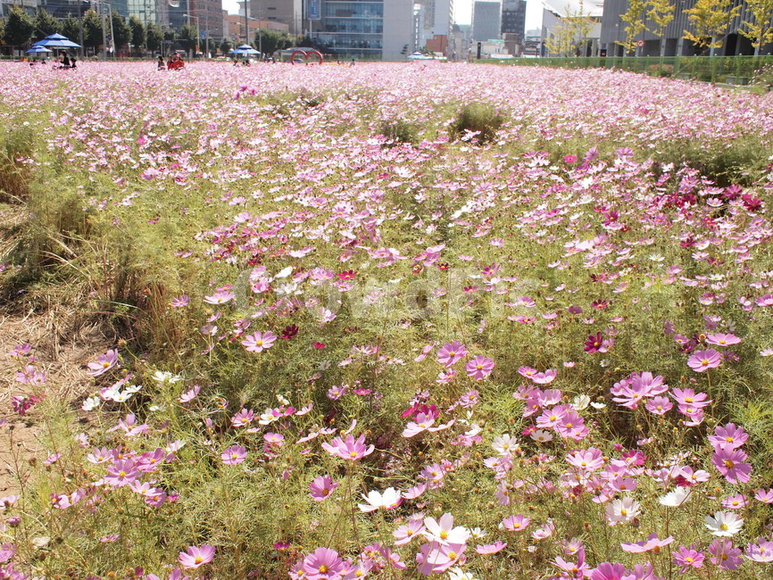 코스모스,가을,꽃밭,가을꽃,가을풍경,가을정취,가을꽃밭,코스모스꽃밭,flower