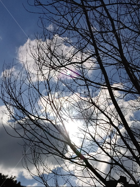 하늘,파란하늘,자연,옥외,구름,cloud,sky,nature,outdoor,나무줄기