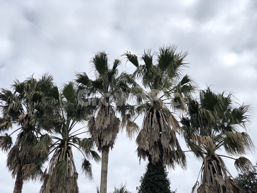 감성사진,감성,tree,나무,plant,식물,palmtree,arecaceae,야자수