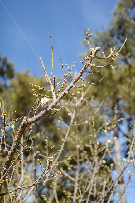 꽃,꽃망울,매화,나뭇가지,겨울,식물,자연,plants,nature,꽃,flower