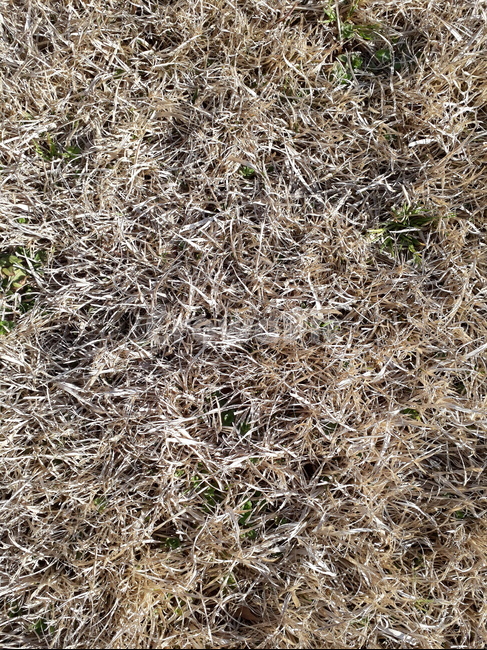 ground,바닥,grass,잔디,마른,마른잔디