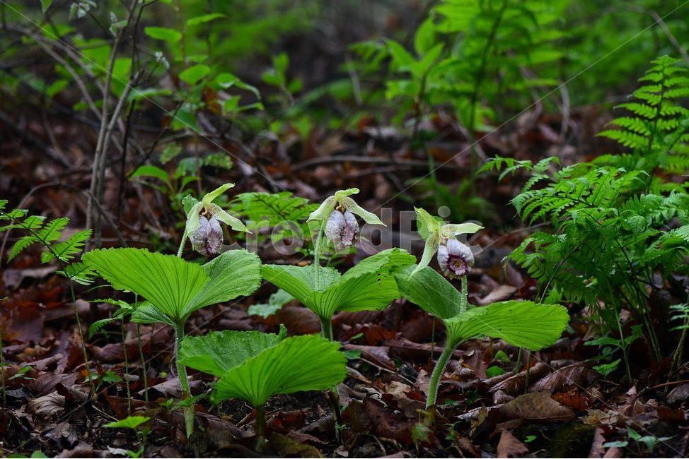 광릉요강꽃,멸종위기,난초과,복주머니란속,야생화,1급,희귀,봄,꽃,plant,wild,flower,자연,생태,식생,풀꽃,식물,식물,자연,plants,nature,꽃,flower