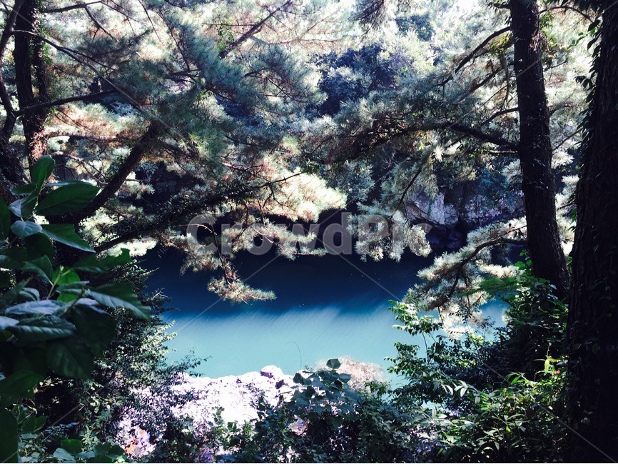 자연,쇠소깍,제주도,풍경,바다,자연,풍경,nature,landscape,plant,식물,blossom,꽃,cherry blossom,벚꽃,flower