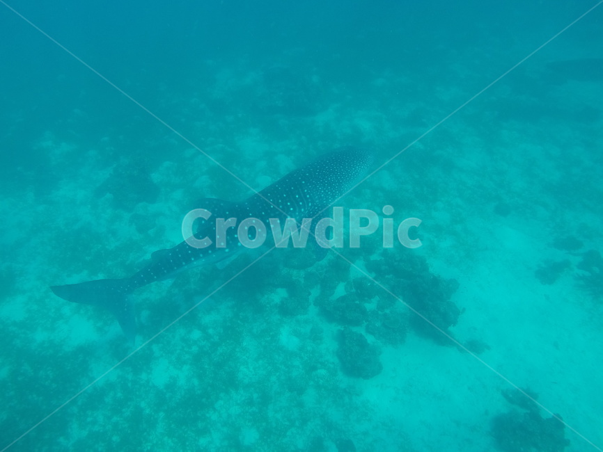 해양생물,sealife,동물,animal,고래상어,바다,sea,자연