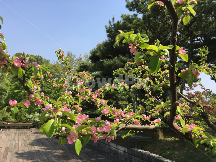 outdoors,옥외,garden,정원,arbour,flower,spring,꽃,봄