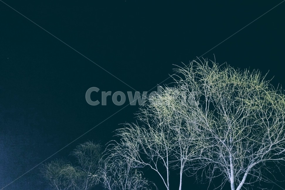 밤,나무,어둠,까망,블랙,두려움,밤하늘,자연,풍경,nature,landscape,tree,plant,식물