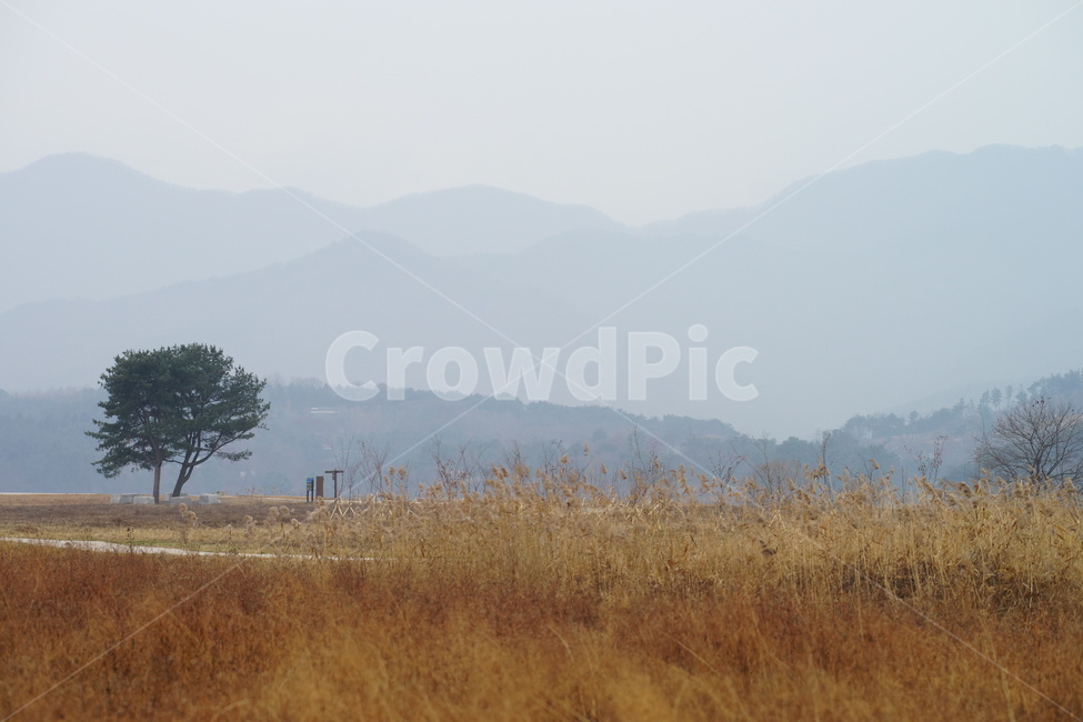 나무,가을,비,가을비,스산한,가을,계절,fall,autumn,season,자연,풍경,nature,landscape,한국자연풍경,한국자연경관,korea nature landscape,outdoors,옥외,field,들,grassland,목초지,savanna,대초원
