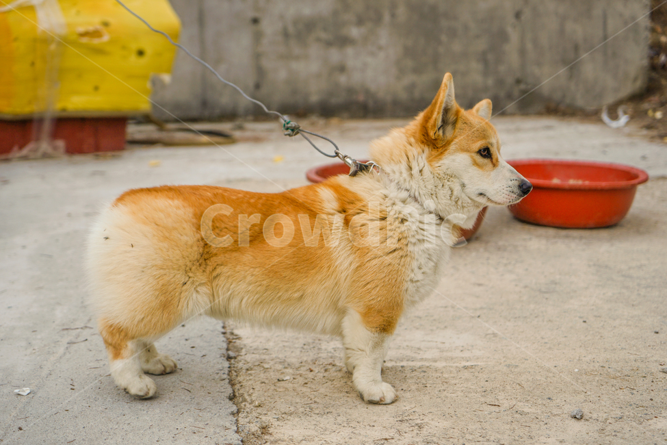 코기,웰시코기,개,강아지,숏다리,댕댕이,동물,animal,포유류,mammal,개,강아지,dog,doggy