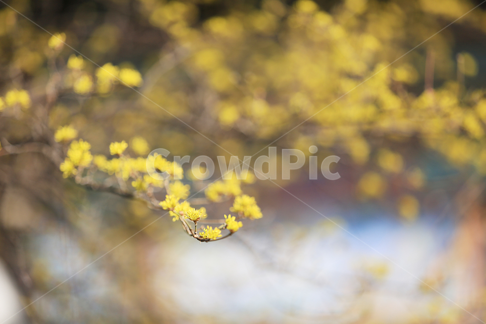 봄,노랑,산수유,꽃,spring,yellow,flower,식물,자연,plants,nature,꽃,flower
