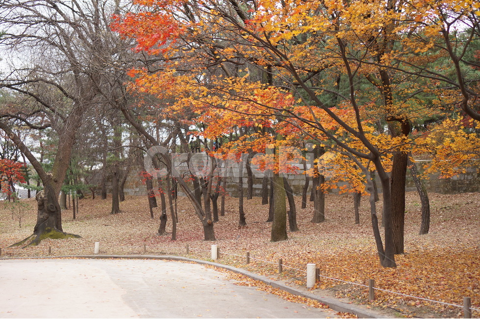 단풍나무,단풍잎,낙엽,단풍,창덕궁단풍,가을,가을낙엽,나무,식물,가을단풍,창덕궁,거리,가을,계절,fall,autumn,season,tree,plant,maple