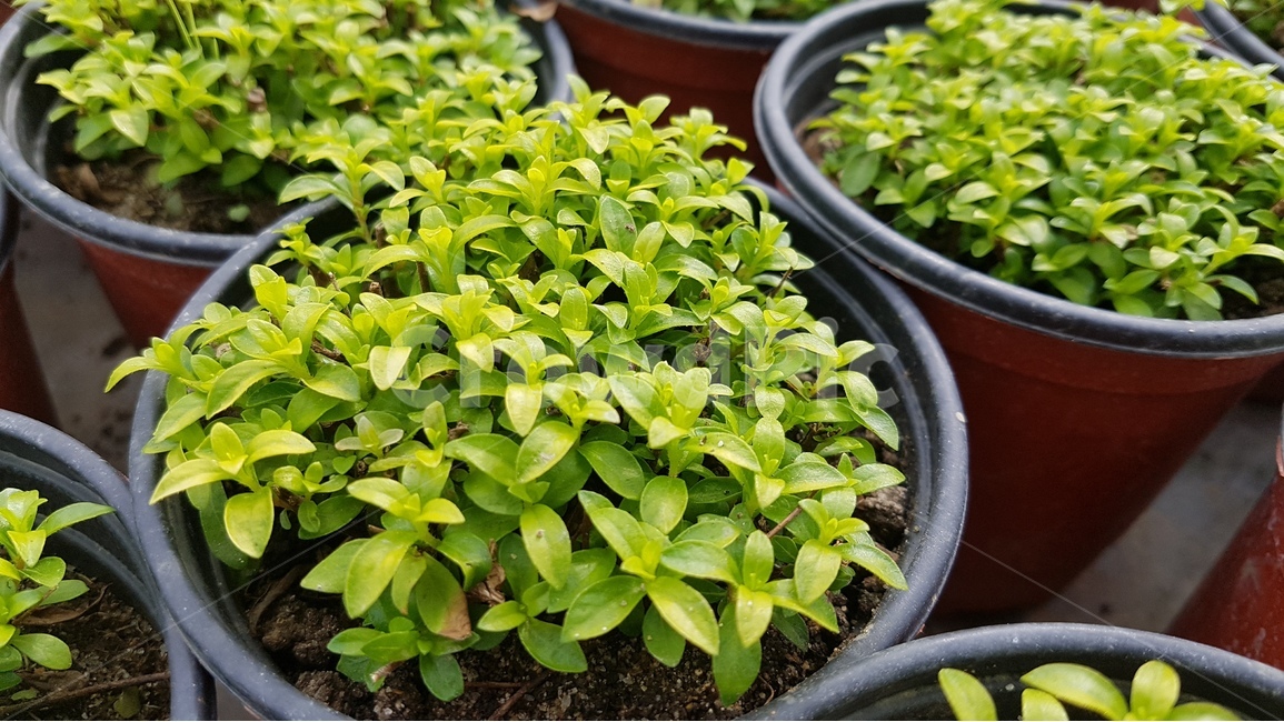 새싹,green,풀잎,화분,들꽃,아름다움,식물,자연,plants,nature