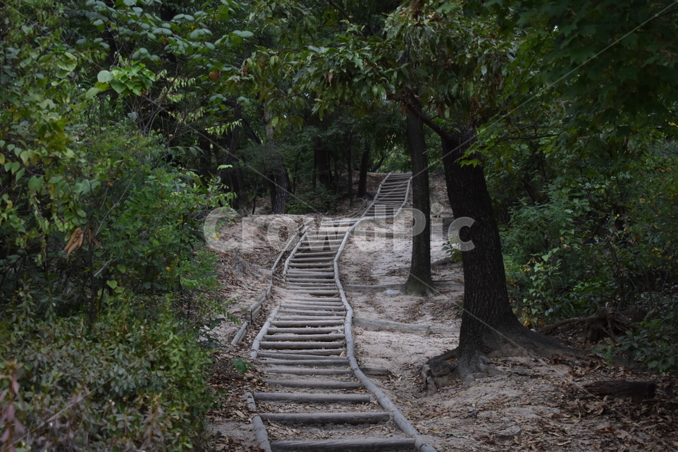 공원,등산,산책,산책로,자연,숲