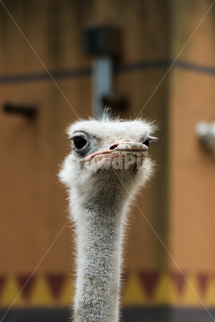 타조,동물,야생동물,animal,ostrich