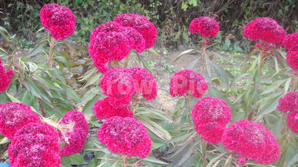 꽃,분홍색,식물,flower,plant,식물,자연,plants,nature,꽃,flower