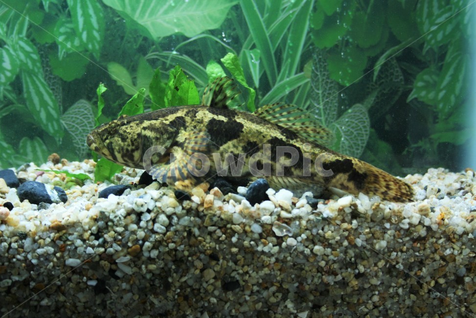 얼록동사리,한국고유종,특산종,민물고기,동사릿과,동물,animal,어류,물고기,fish