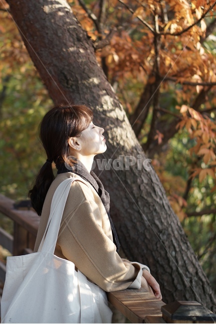 가을,단풍,사람,인물,단풍구경,단풍여행,가을,계절,fall,autumn,season,사람,인물,인간,human,person,여성,여자,woman,female,lady