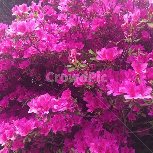 꽃,철쭉,royalazalea,flower,plants