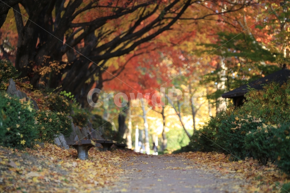가을,단풍,가을캠퍼스,캠퍼스,가로수길,가을가로수길,red,fall,autumn,yellow,경북대학교,경북대,경대,가을,계절,fall,autumn,season,자연,풍경,nature,landscape,tree,나무,plant,식물