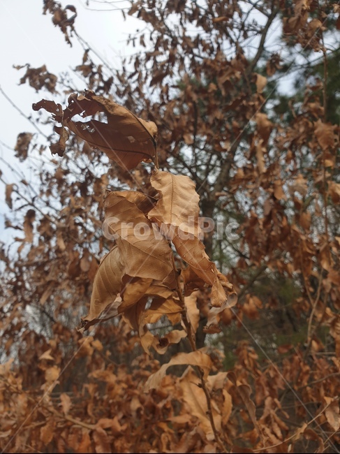가을,나뭇잎,자연,고독함,풍경,가을,계절,fall,autumn,season,leaf,잎,plant,식물,tree,나무