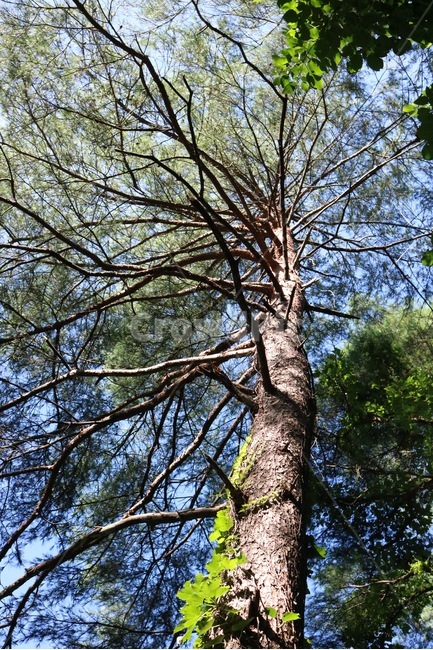여름,자연,식물,초록,하늘,파랑,summer,natsu,nature,tree,ki,plants,shokubutsu,green,midori,sky,sora,blue,ao,나무,나무줄기,줄기,식물,자연,plants,nature,나무,trees,wood