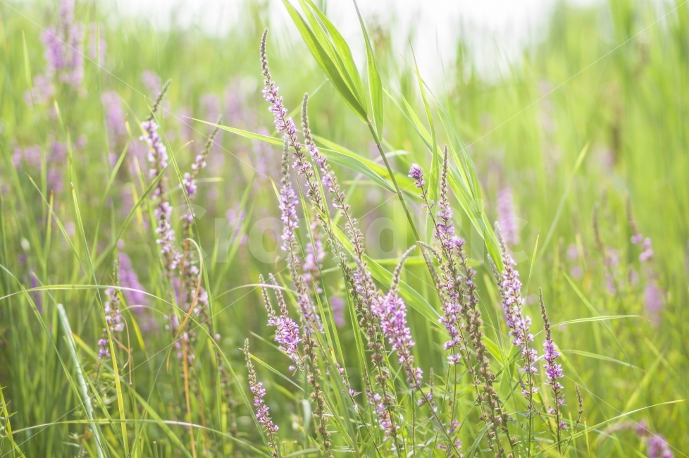 풍경,꽃,식물,꽃사진,감성,봄,식물,자연,plants,nature,감성,sensible,feeling,꽃,flower