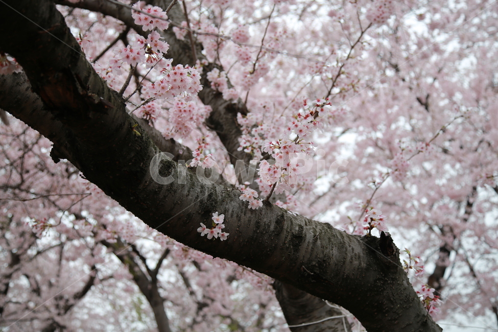 식물,나무,벚꽃,축제,꽃,봄,계절,spring,season,식물,자연,plants,nature,꽃,flower