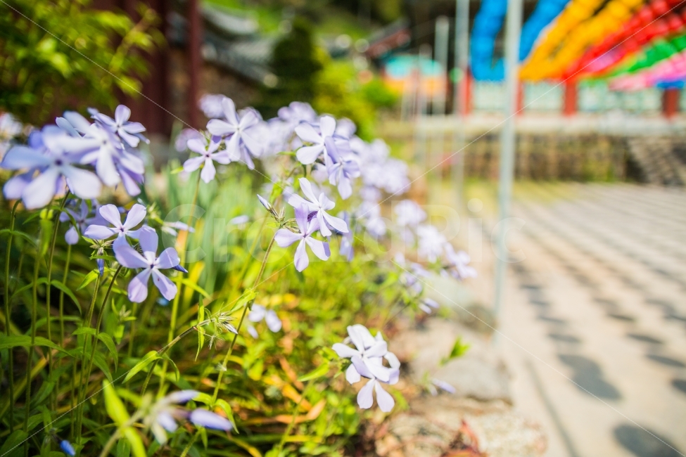 풍경,꽃,사찰,산,봄,식물,자연,plants,nature,꽃,flower