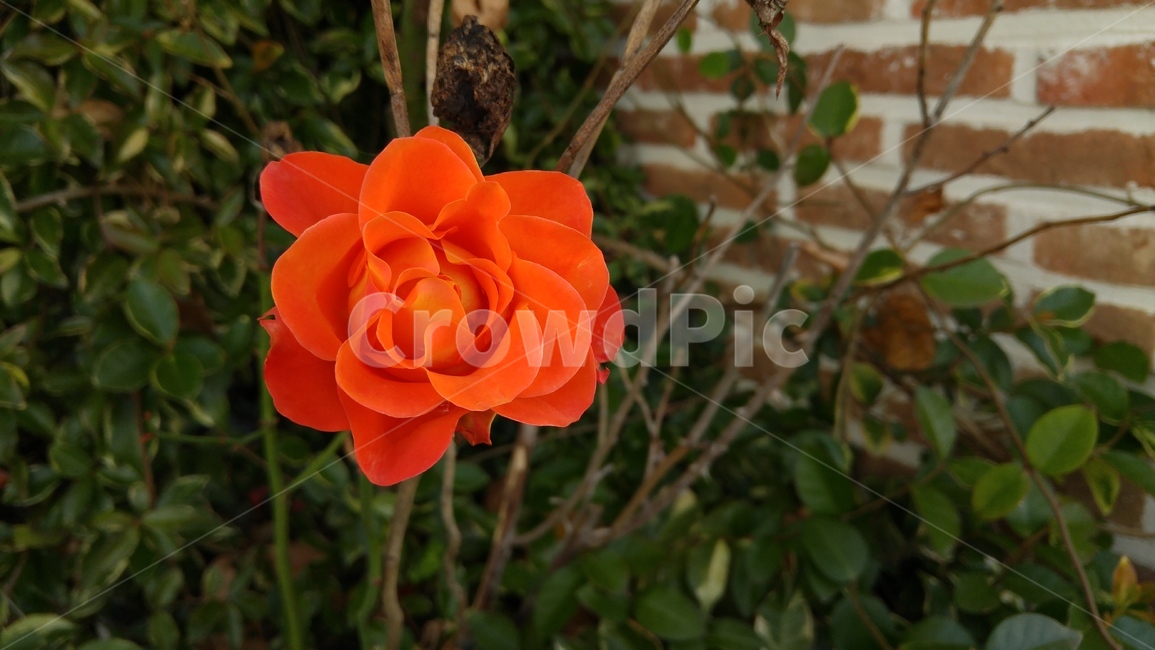 가을장미,장미,담벼락,장미꽃,rose,벽돌담,식물,자연,plants,nature,꽃,flower