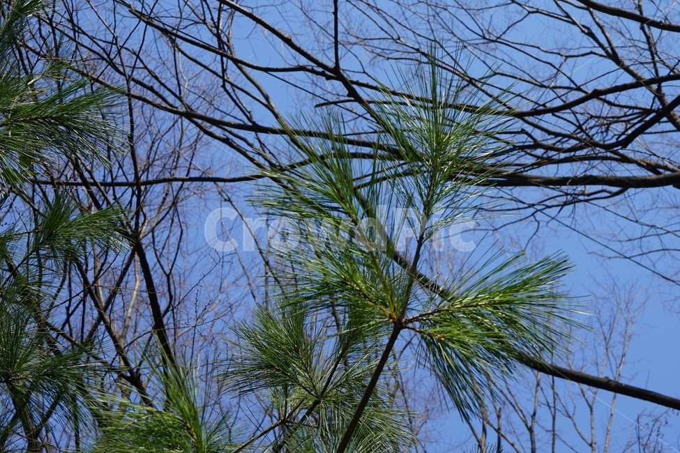 소나무,솔,솔잎,하늘,자연,봄,pine,nature,tree,leaves,coniferoustree,식물,자연,plants,nature