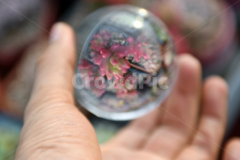 다육이,다육,다육식물,화분,식물,화초,배경,자연,plants,취미,그린,환경,키우기,아름다운,화려한,생명,생활,background,구슬,사람,인물,인간,human,person,신체일부,몸,body,사물,물건,오브젝트,thing,object,matter