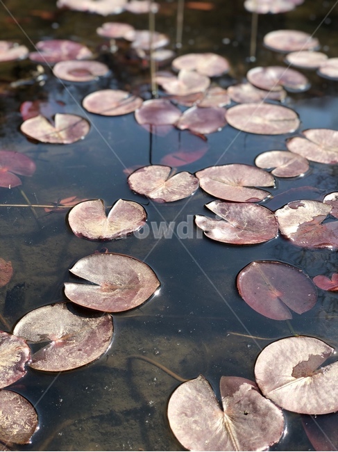 연못,연꽃,수련,수련잎,연잎,개구리,수련과,식물,plant
