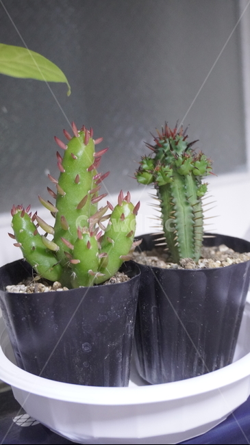 식물,선인장,다육,다육식물,화분,plant,cactus